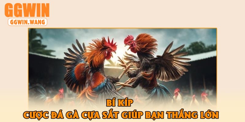 Bí Kíp Cược Đá Gà Cựa Sắt Giúp Bạn Thắng Lớn