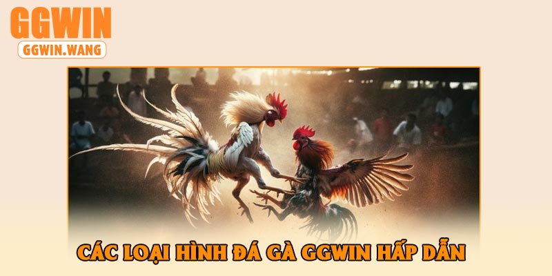 Các Loại Hình Đá Gà GGWin Hấp Dẫn