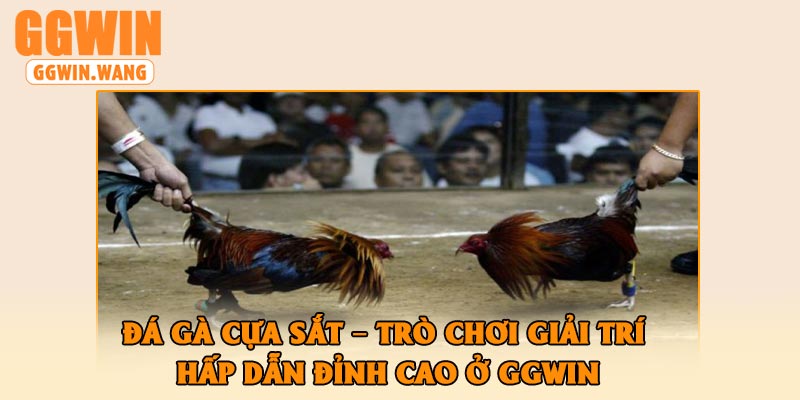Đá Gà Cựa Sắt – Trò Chơi Giải Trí Hấp Dẫn Đỉnh Cao Ở GGWin