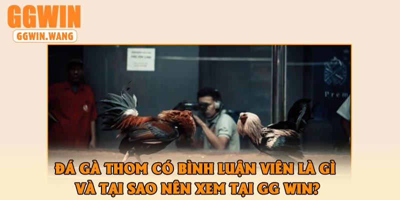 Đá Gà Thom có Bình Luận Viên Là Gì và Tại Sao Nên Xem Tại GG Win?