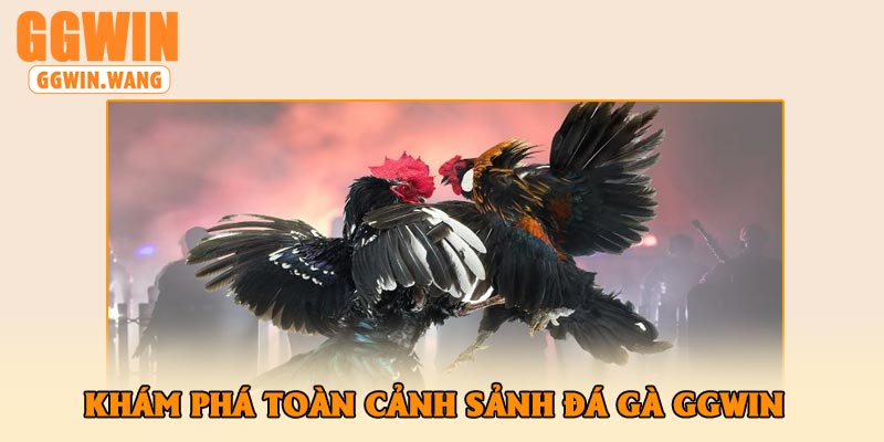 Khám Phá Toàn Cảnh Sảnh Đá Gà GGWin