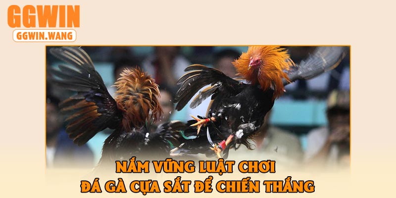 Nắm Vững Luật Chơi Đá Gà Cựa Sắt Để Chiến Thắng