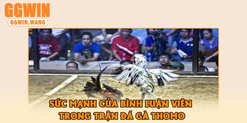 Sức Mạnh Của Bình Luận Viên Trong Trận Đá Gà Thomo