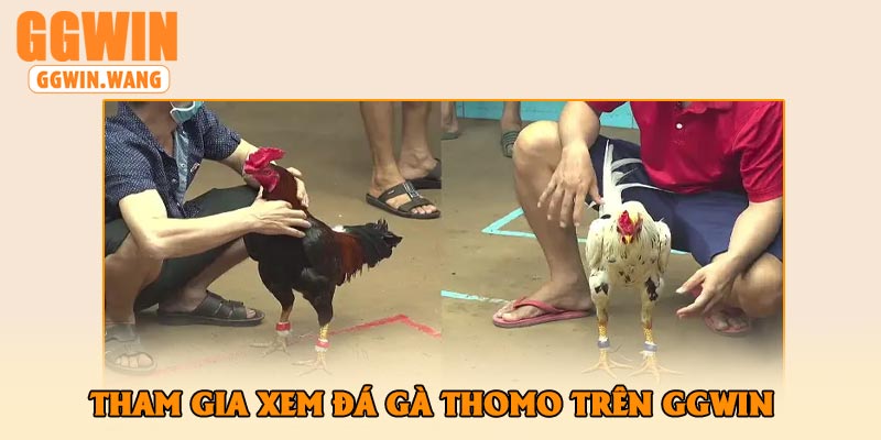 Tham Gia Xem Đá Gà Thomo Trên GGWin