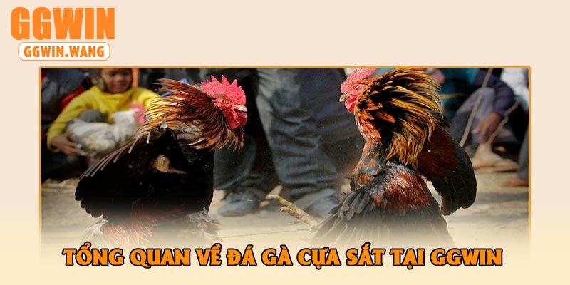 Tổng Quan Về Đá Gà Cựa Sắt Tại GGWin