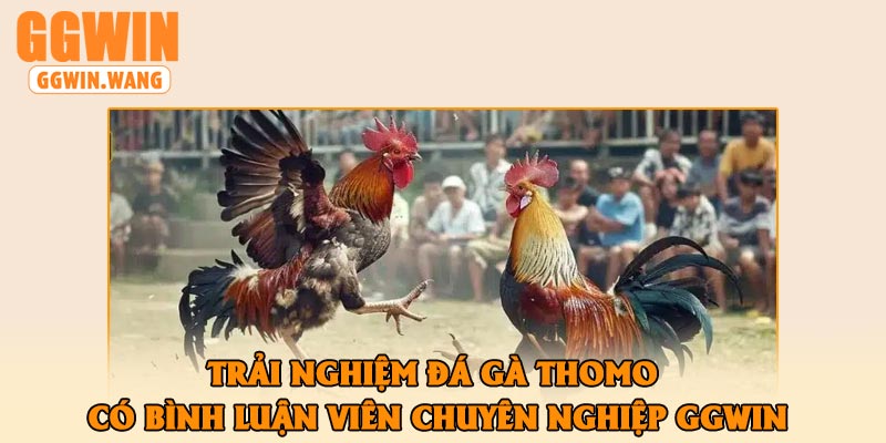 Trải Nghiệm Đá Gà Thomo Có Bình Luận Viên Chuyên Nghiệp GGWin
